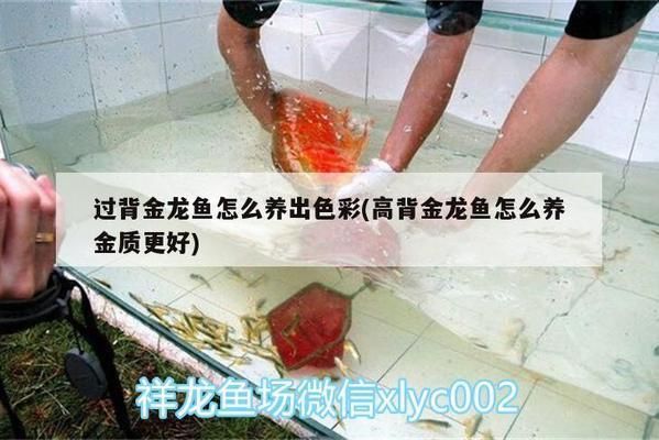 過(guò)背金龍魚(yú)怎么養(yǎng)才增色（如何辨別過(guò)背金龍魚(yú)發(fā)色與水質(zhì)關(guān)系金龍魚(yú)發(fā)色遺傳規(guī)律）