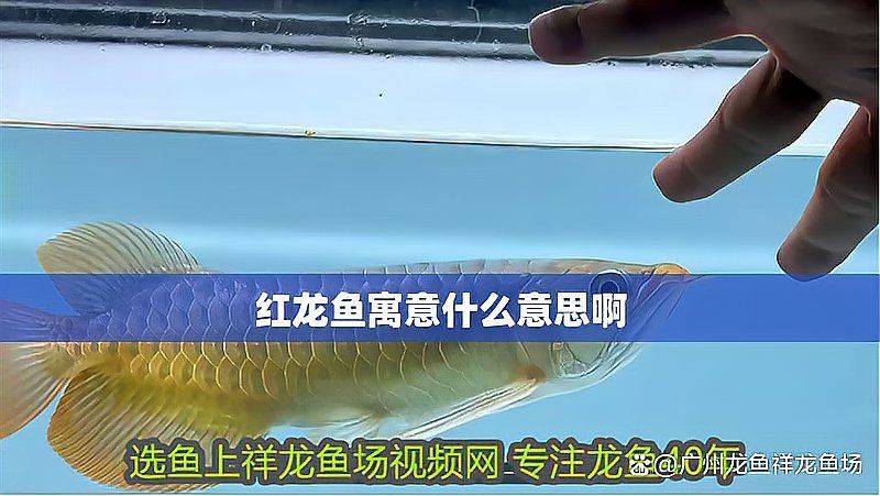 紅龍腮部顏色的風(fēng)水講究
