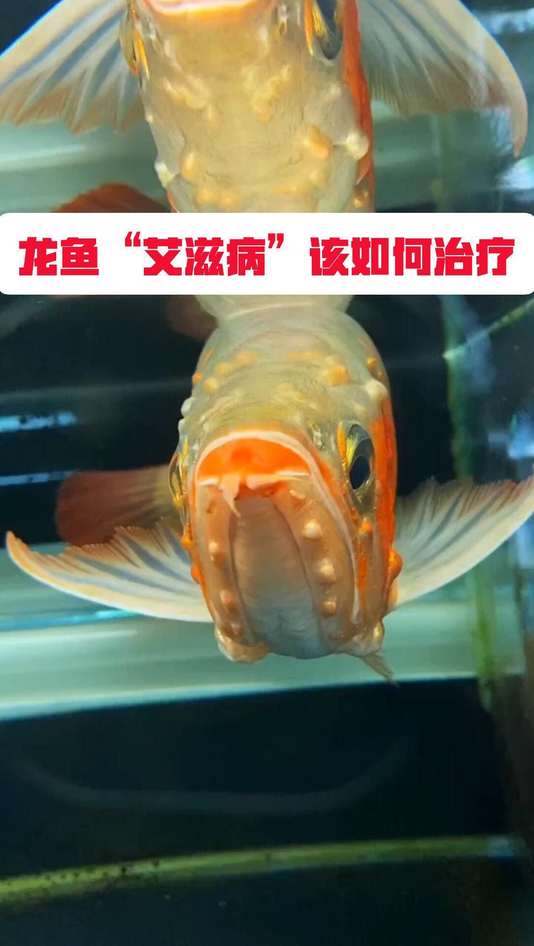 如何判斷龍魚是否被傳染？