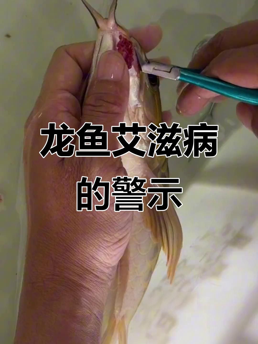 如何判斷龍魚是否被傳染？