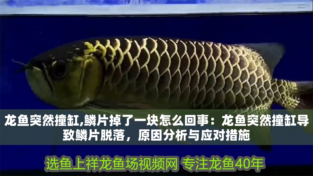 龍魚突然撞缸,鱗片掉了一塊怎么回事：龍魚突然撞缸導致鱗片脫落，原因分析與應對措施