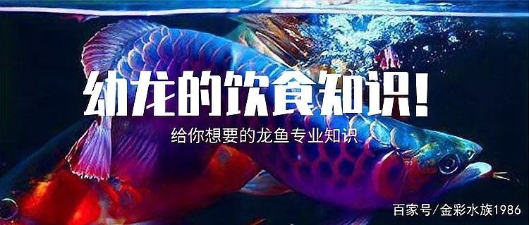 龍魚恢復期間喂什么食物好？