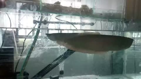銀龍魚一頓吃幾個蝦（銀龍魚一頓吃的蝦的數量會因其體型和年齡不同而有所變化）