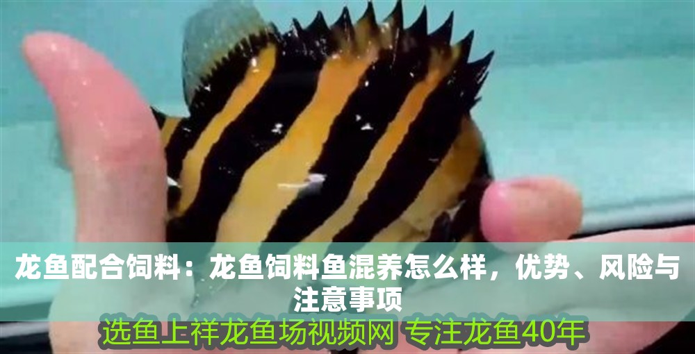 龍魚配合飼料：龍魚飼料魚混養(yǎng)怎么樣，優(yōu)勢、風險與注意事項