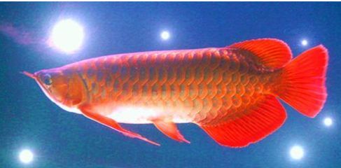 養金龍魚用什么燈光：養金龍魚用什么燈光，