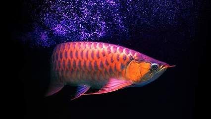 龍魚在原產(chǎn)地是食用魚嗎：龍魚在原產(chǎn)地是否為食用魚取決于具體的種類和地區(qū)的飲食習慣