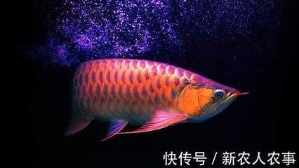 龍魚在原產地是食用魚嗎：龍魚在原產地是否為食用魚取決于具體的種類和地區的飲食習慣