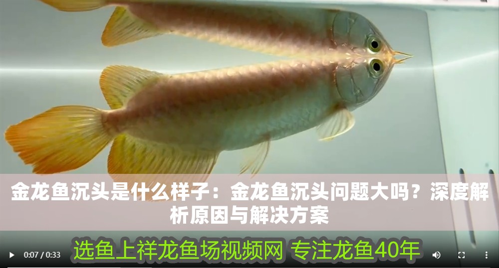 金龍魚沉頭是什么樣子：金龍魚沉頭問題大嗎？深度解析原因與解決方案
