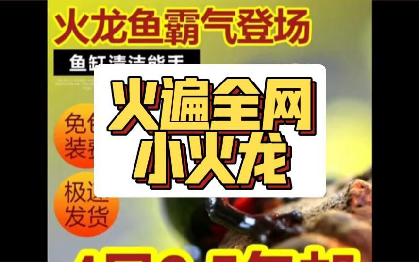 小火龍魚有哪些品種？