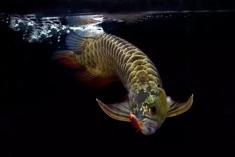 龍魚的野生環境怎么樣：龍魚的野生環境為它們提供了豐富的食物來源、適宜的生活空間