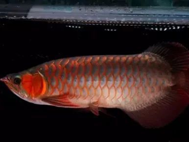 龍魚的野生環境怎么樣：龍魚的野生環境為它們提供了豐富的食物來源、適宜的生活空間