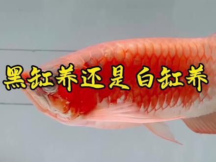 王龍魚(yú)缸價(jià)格及圖片大全