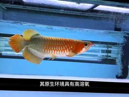 龍魚的養(yǎng)護(hù)和管理技術(shù)：養(yǎng)龍魚的注意事項(xiàng)