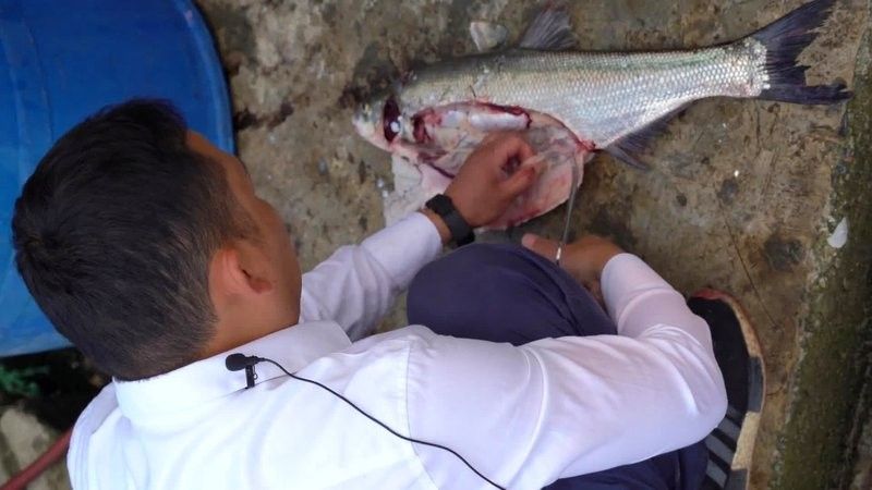 銀龍魚變黃的原因是什么
