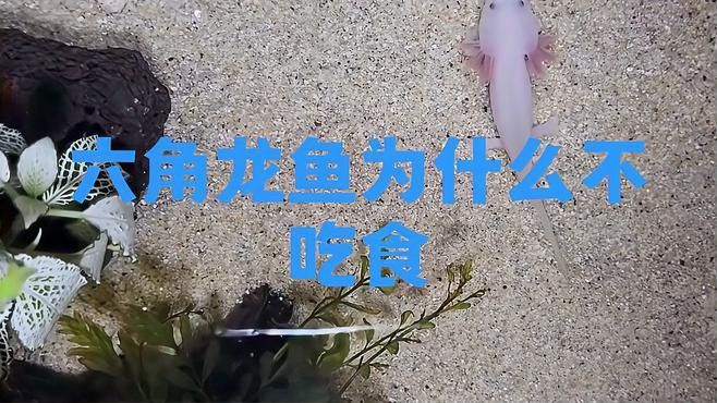 六角恐龍魚會跳缸嗎為什么不吃食