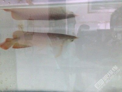 個人轉讓紅龍魚違法嗎：個人轉讓紅龍魚流程指南