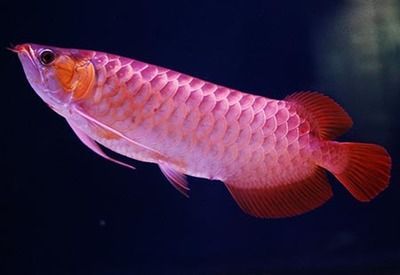 個人轉讓紅龍魚違法嗎：個人轉讓紅龍魚流程指南