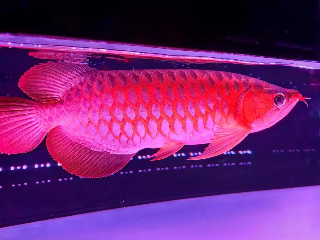 印尼紅龍魚圖片高清大圖大全欣賞