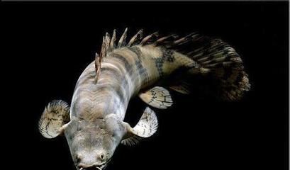 龍魚被認(rèn)為是長壽的魚類，最長壽的記錄是活了三代，活了三代：為什么很多人養(yǎng)龍魚？