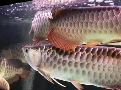 龍魚被認(rèn)為是長壽的魚類，最長壽的記錄是活了三代，活了三代：為什么很多人養(yǎng)龍魚？