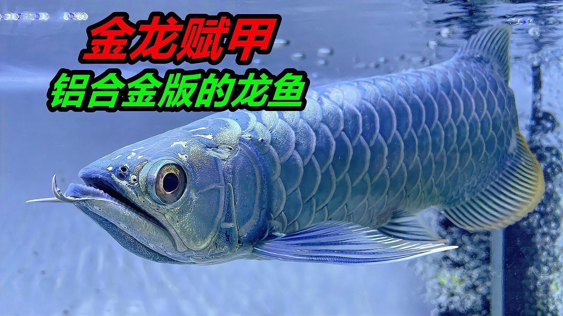 龍魚的視頻
