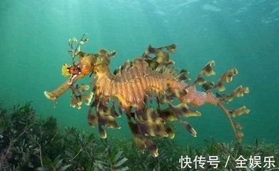 龍魚是海里的嗎：龍魚是淡水魚，而不是海魚