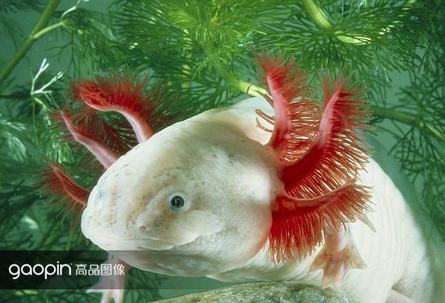 龍魚是海里的嗎：龍魚是淡水魚，而不是海魚
