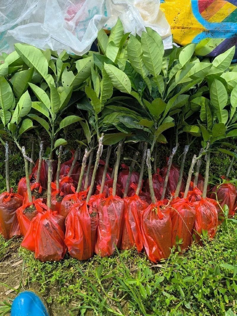 紅龍魚排行榜圖片大全高清視頻