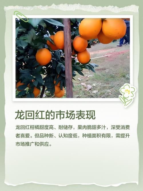 紅龍魚排行榜圖片大全高清視頻