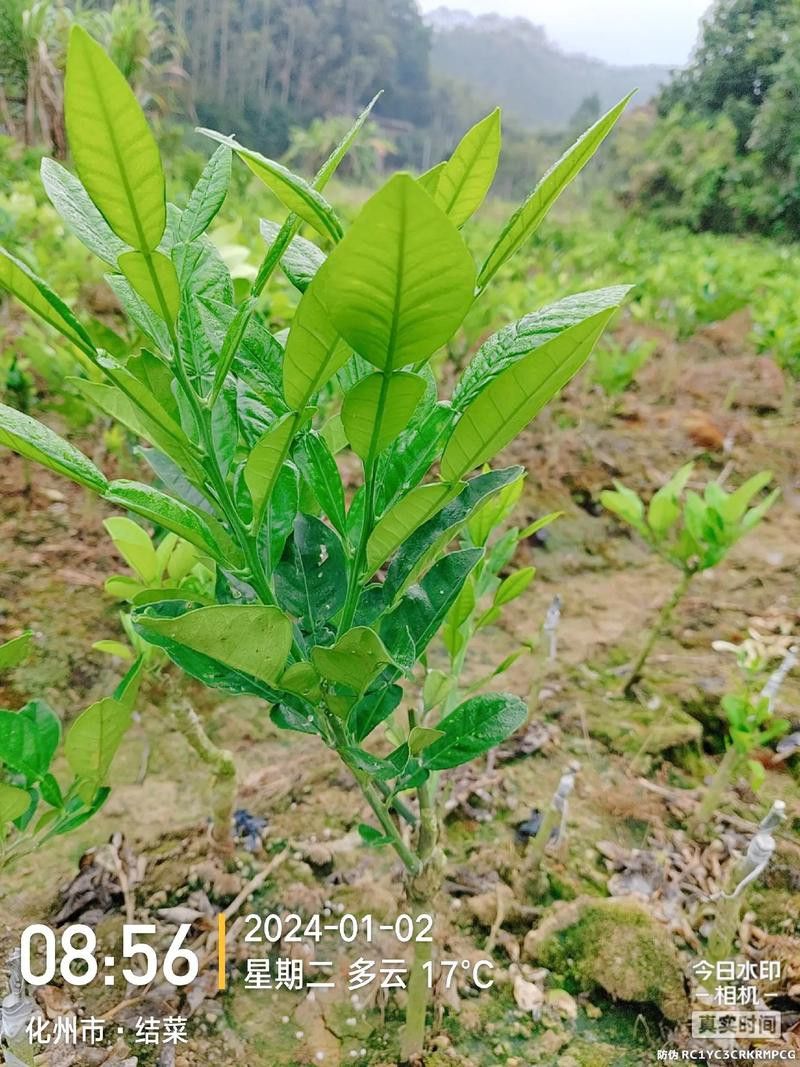 紅龍魚排行榜圖片大全高清視頻