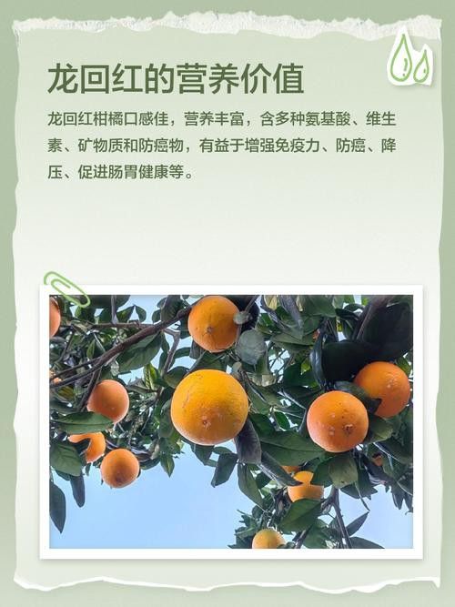 紅龍魚排行榜圖片大全高清視頻