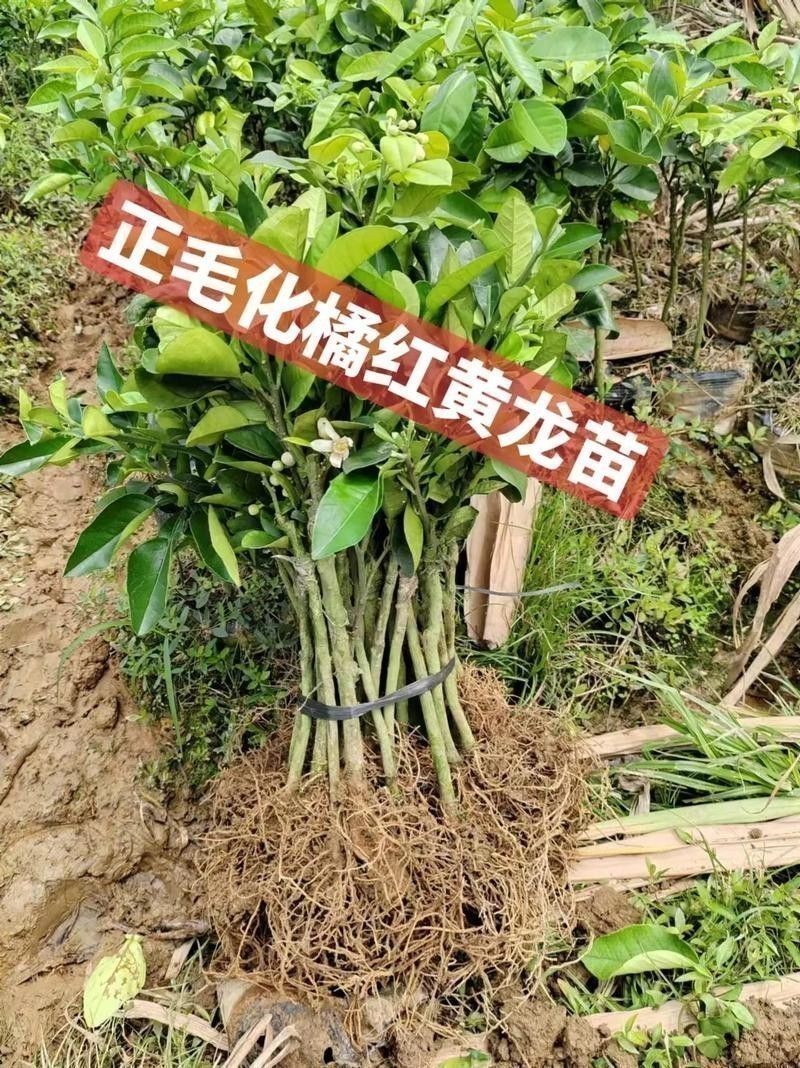 紅龍魚排行榜圖片大全高清視頻