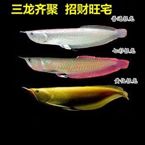 金龍魚紅眼好不好：紅眼白子金龍魚價格昂貴，紅眼白子金龍魚市場流通性
