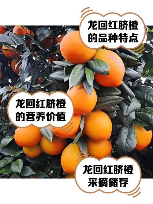 紅龍魚排行榜圖片大全高清視頻