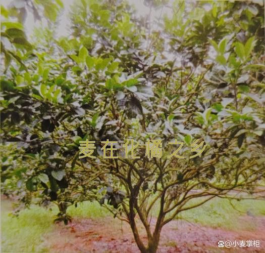 紅龍魚排行榜圖片大全高清視頻