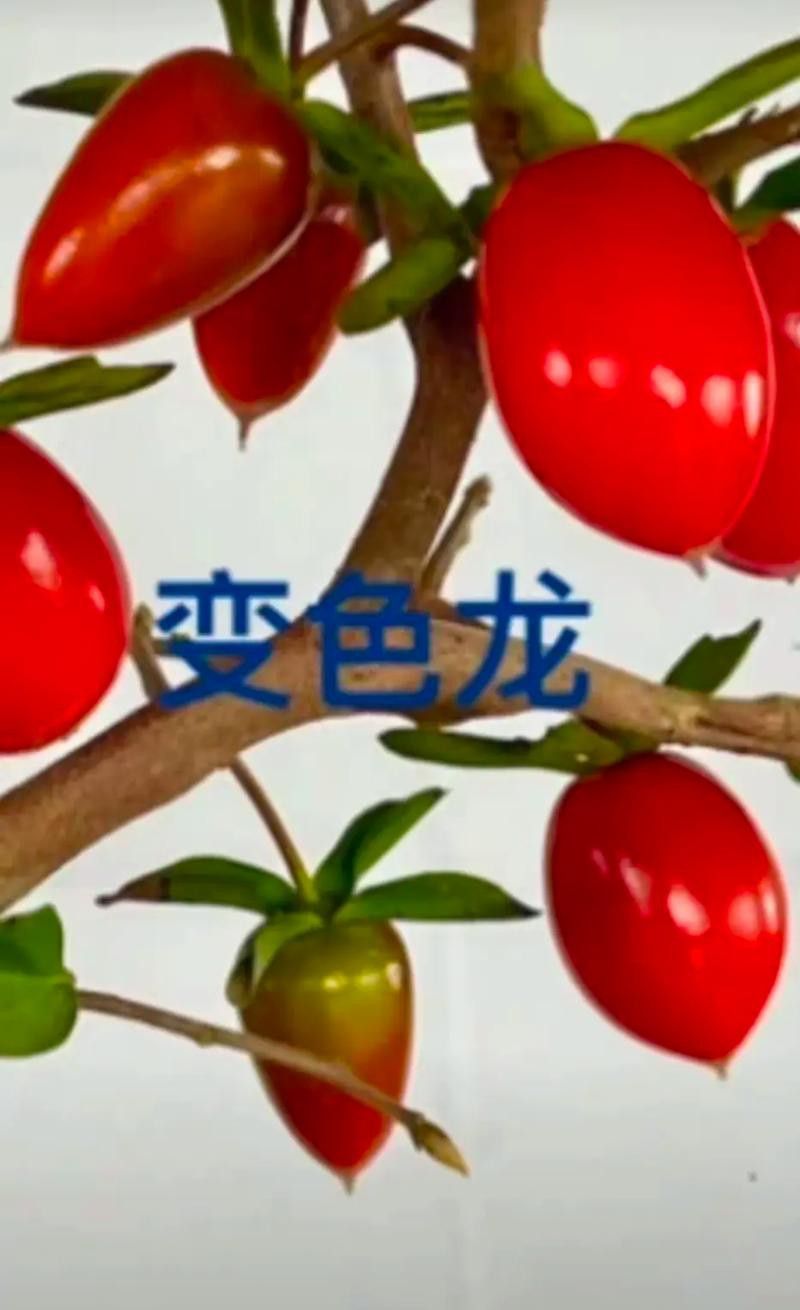 紅龍魚排行榜圖片大全高清視頻