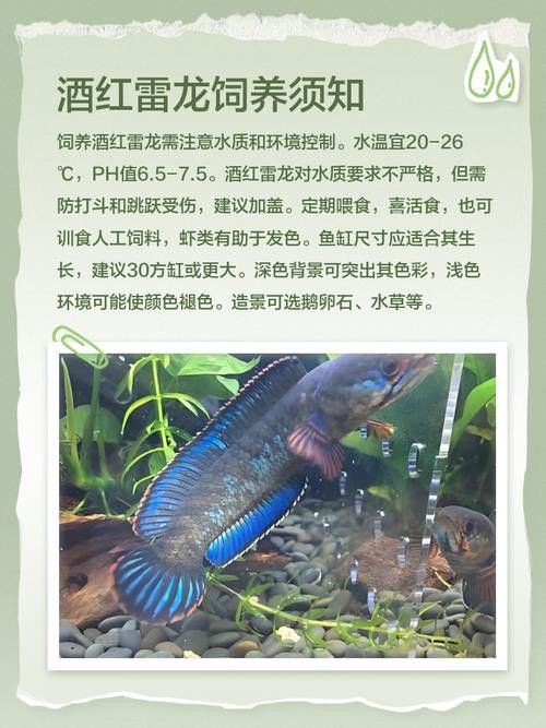 紅龍魚排行榜圖片大全高清視頻