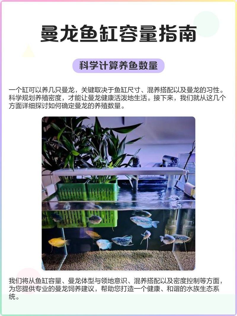 曼龍魚需要多大的活動空間？