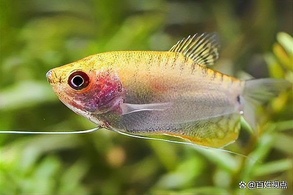 曼龍魚需要多大的活動空間？
