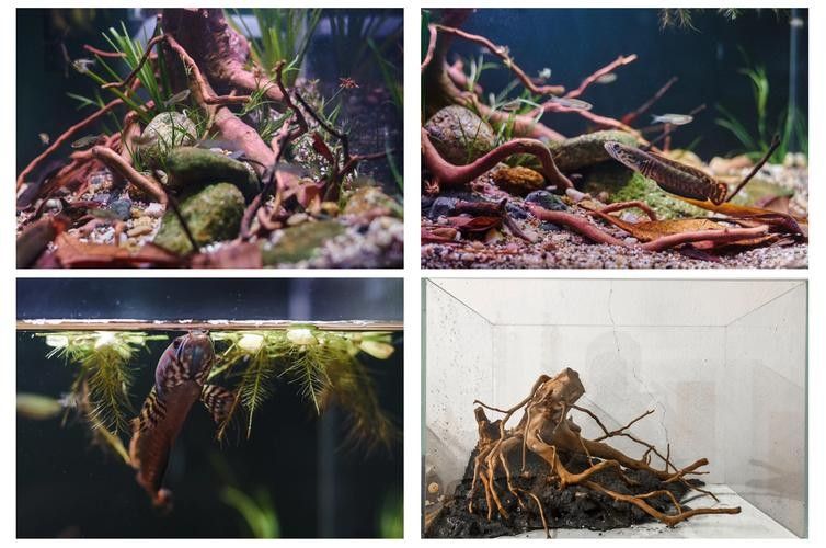 雷龍魚和銀龍魚混養(yǎng)可以嗎圖片 雷龍魚和銀龍魚混養(yǎng)可以嗎圖片 龍魚百科 第19張