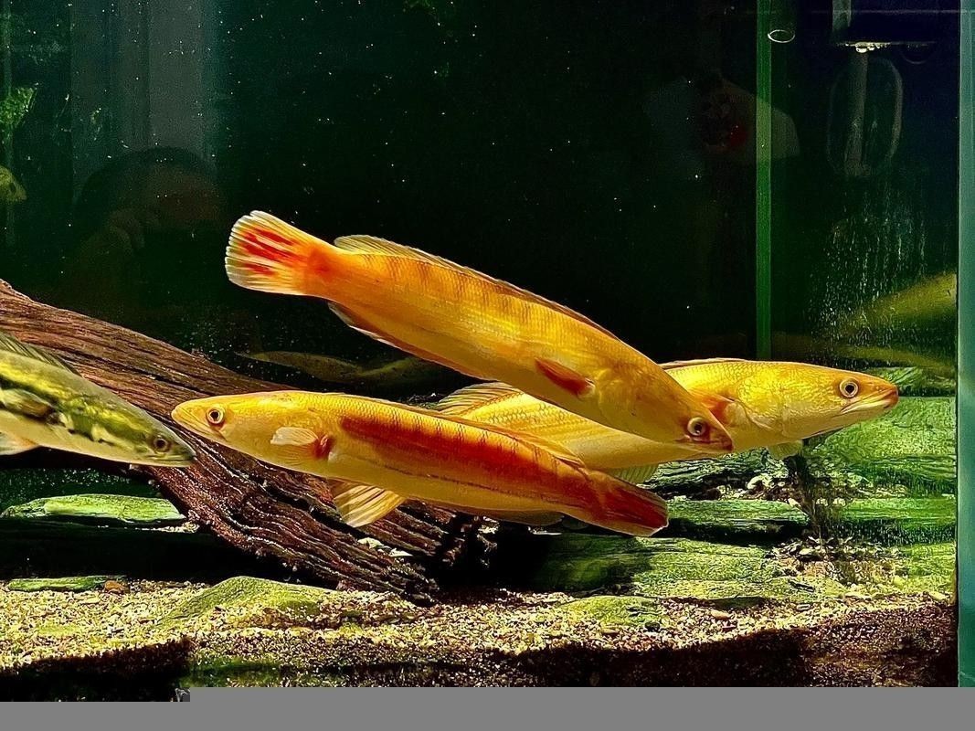 雷龍魚和銀龍魚混養(yǎng)可以嗎圖片 雷龍魚和銀龍魚混養(yǎng)可以嗎圖片 龍魚百科 第36張