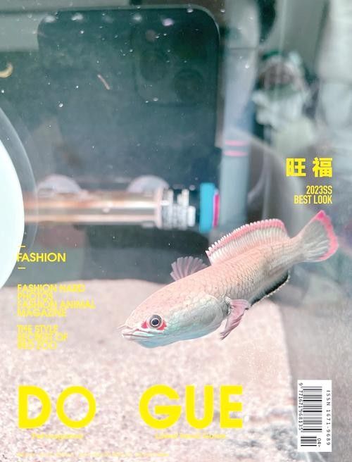 雷龍魚和銀龍魚混養(yǎng)可以嗎圖片 雷龍魚和銀龍魚混養(yǎng)可以嗎圖片 龍魚百科 第47張