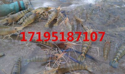 在哪里可以買到龍魚苗？：在哪里可以買到龍魚苗