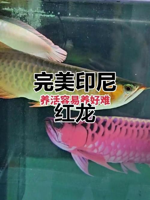 給我一張紅龍魚發色各階段的對比圖
