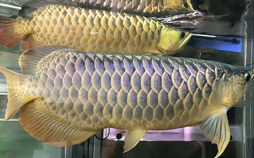 家庭繁殖金龍魚的成功率有多高