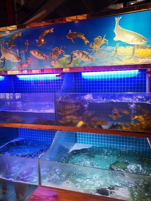 云浮龍魚專賣店 云浮龍魚專賣店 龍魚百科 第2張