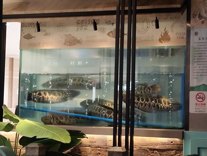 云浮龍魚專賣店 云浮龍魚專賣店 龍魚百科 第3張