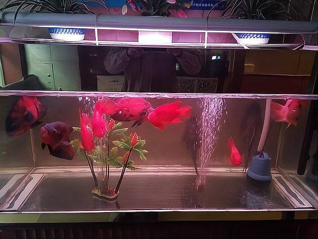 金龍魚膽子小怎么解決