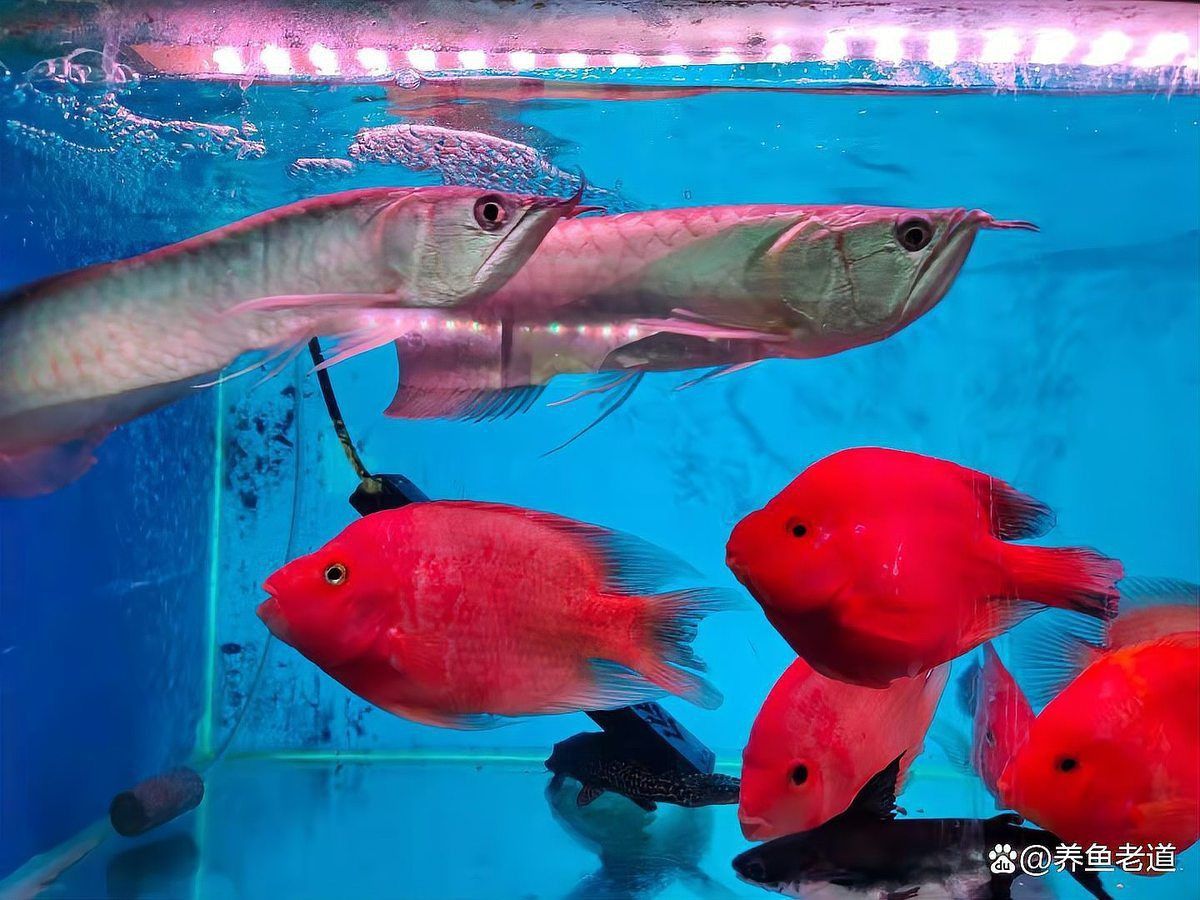 金龍魚膽子小怎么解決