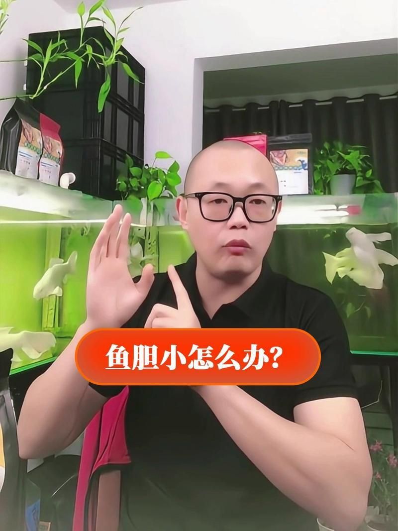 金龍魚膽子小怎么解決